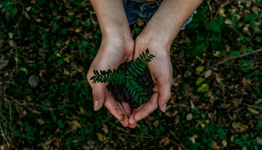 A pair of hands holding soil with a small green seedling growing from it